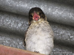 Young butcherbird 1