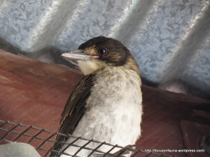 Young butcherbird 2