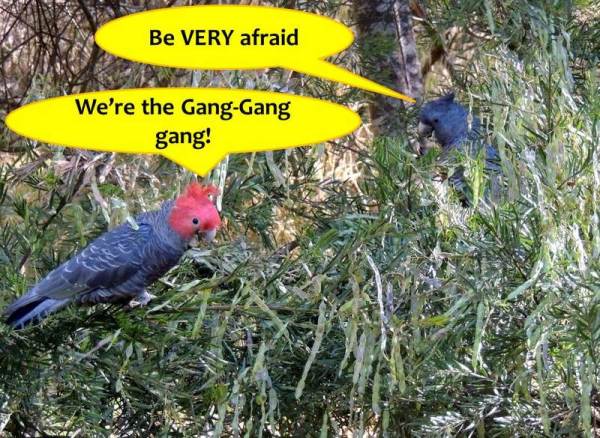 Gang-gang Cockatoo (Callocephalon fimbriatum), male (right), female (left)