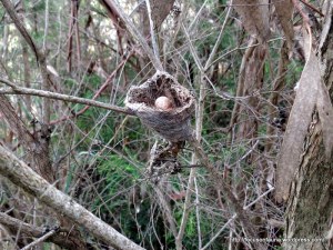 Grey Fantail's nest with egg