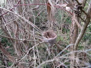 Grey Fantail's nest