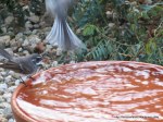 Grey Fantails