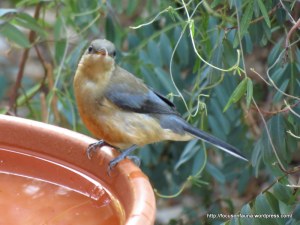 Immature Eastern Spinebill