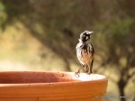 New Holland Honeyeater