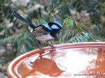 Superb Fairy-wren, male