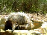 echidna in water&nbsp;(2)