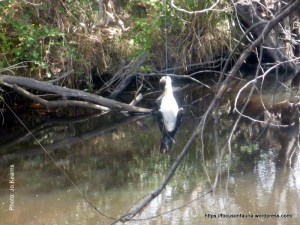 Dead cormorant - King Parrot Creek
