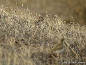 Pipits 2