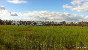Black Swamp August 2014 after environmental water delivery