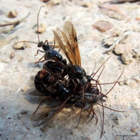 How many ants? Count the antennae and divide by 2.