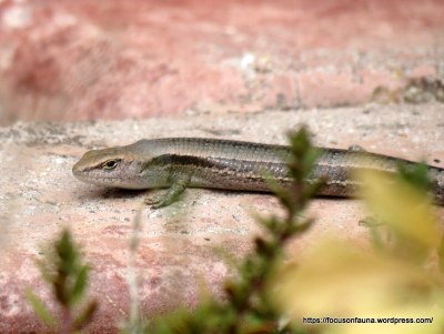 Garden Skink 3