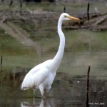Great Egret (Ardea&nbsp;alba)