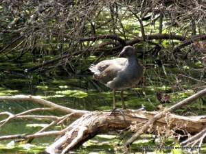 Dusky Moorhen 1