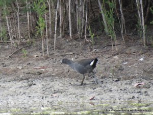 Dusky Moorhen 2