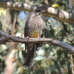A rare sight - a wattlebird at rest