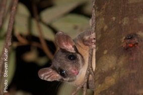 Leadbeater's Possum 06
