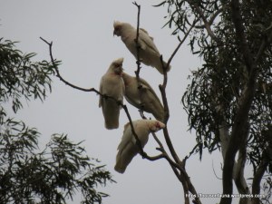 Long-billed Corellas