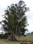 River Red Gums