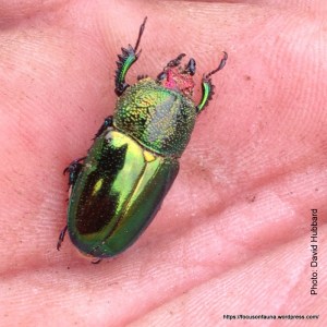 DH's Xmas beetle