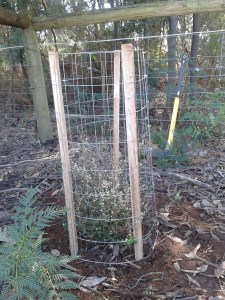 The rare Round-leaf Pomaderris protected by a tall guard.