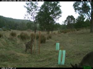 Kangaroo at a wire mesh tree guard.