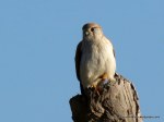 Nankeen Kestrel