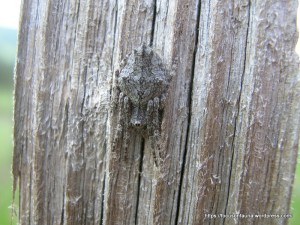 Orb-weaving spider 2