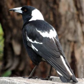 I'm nothing to crow about