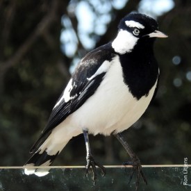 Magpie Lark (Grallina cyanoleuca)1 (2)