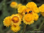 Beetles on Common&nbsp;Everlasting
