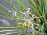 Blue-banded Bee on flax&nbsp;lily