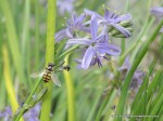 Common Hover Fly on Blue&nbsp;Grass-lily