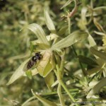 Common Hover Fly on Small-leaved&nbsp;Clematis