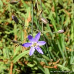 Common Hover Fly on Tufted&nbsp;Lily