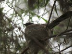 Grey Fantail on&nbsp;nest