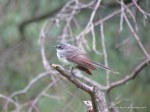 Grey Fantail