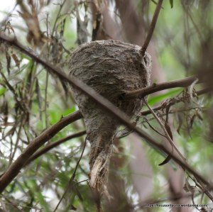 Grey Fantail's nest