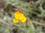 Ichneumon wasp on Common&nbsp;Everlasting