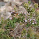 Ichneumon wasp on&nbsp;thyme
