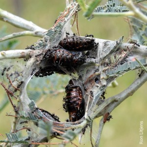 Imperial Hairstreak  DSCN5608