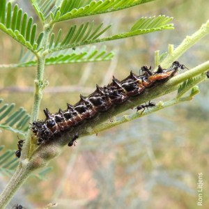 Imperial Hairstreak DSCN5671