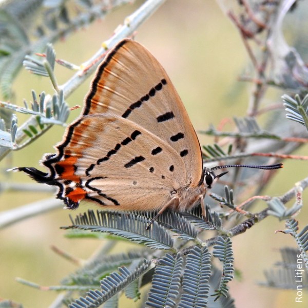 Imperial Hairstreak (Jalmenus evagoras) DSCN5623