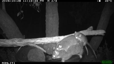 ring tailed possum IMG_5339
