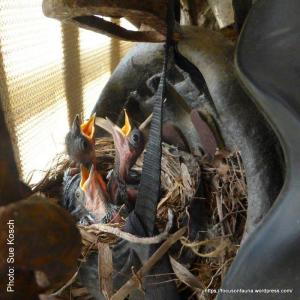 Shrike-thrush chicks