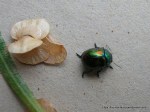 Metallic leaf beetle
