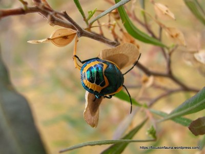 Metallic shield bug