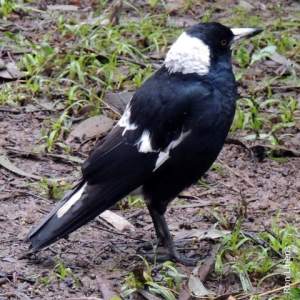 Black backed magpie DSCN9589