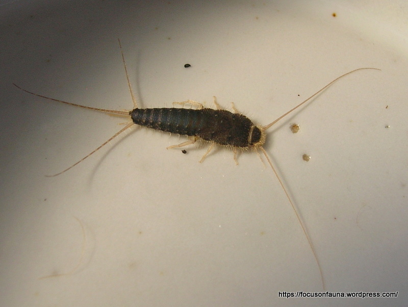 Thieves Insect Ancient survivors | Focus On Fauna