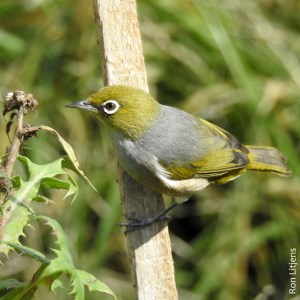 silvereye DSCN9592-002