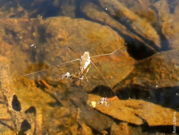 water strider DSCN4211-002